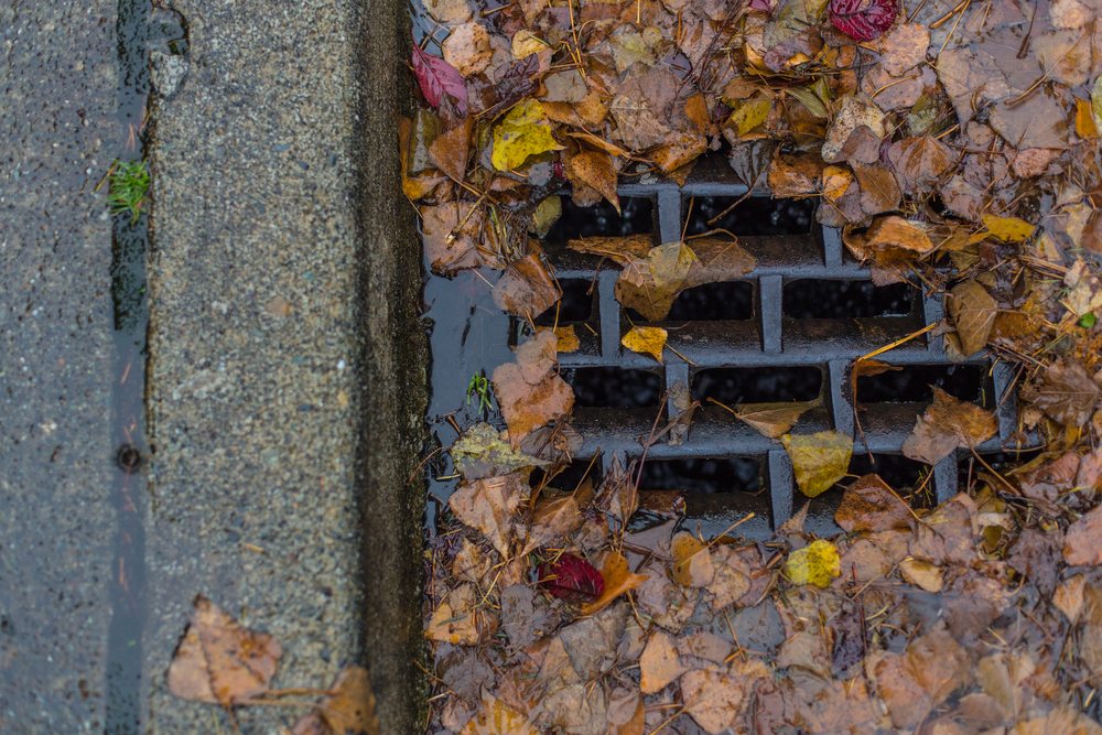 Storm water drain covered in leaves